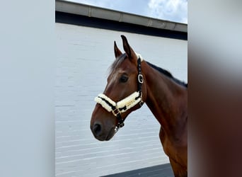 Danish Warmblood, Gelding, 8 years, 16,1 hh, Brown