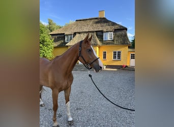 Dänisches Warmblut, Wallach, 8 Jahre, 17,2 hh, Dunkelfuchs