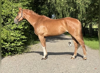 Danish Warmblood, Gelding, 8 years, 17,2 hh, Chestnut