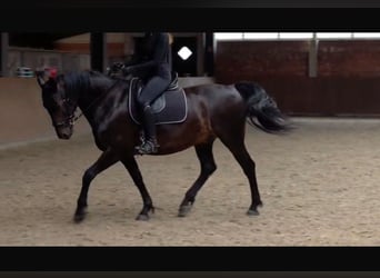 Danish Warmblood, Gelding, 9 years, 15.3 hh, Bay-Dark