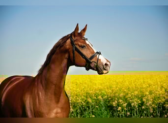 Danish Warmblood, Gelding, 9 years, 16.2 hh, Chestnut