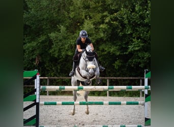 Danish Warmblood, Gelding, 9 years, 16.2 hh, Grey-Dapple
