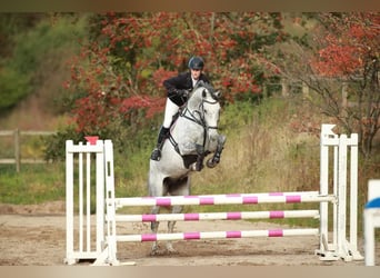 Dänisches Warmblut, Wallach, 9 Jahre, 16,3 hh, Schimmel