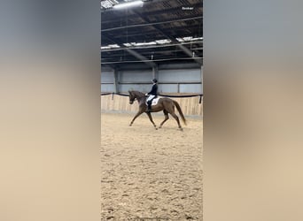 Danish Warmblood, Gelding, 9 years, 17.2 hh, Chestnut-Red