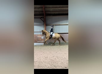 Danish Warmblood, Gelding, 9 years, 17.2 hh, Chestnut-Red
