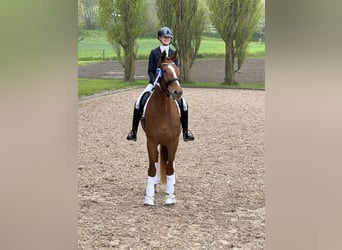 Danish Warmblood, Gelding, 9 years, 17.2 hh, Chestnut-Red