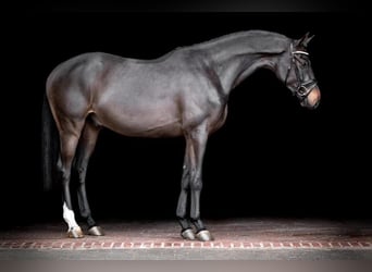 Danish Warmblood, Gelding, 9 years, 17 hh