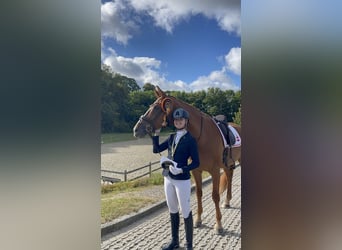 Danish Warmblood, Gelding, 9 years, 17,2 hh, Chestnut-Red