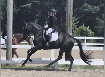 Danish Warmblood, Mare, 10 years, 16,2 hh, Black
