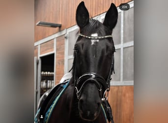 Danish Warmblood, Mare, 11 years, 16.1 hh, Bay-Dark
