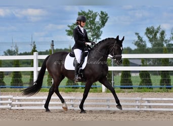 Danish Warmblood, Mare, 11 years, 16 hh, Black