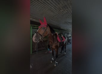 Danish Warmblood, Mare, 11 years, 16,2 hh, Brown