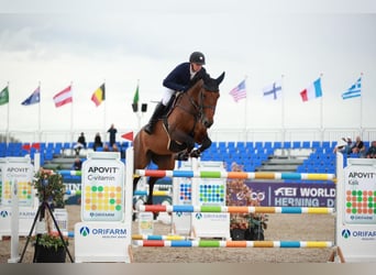 Danish Warmblood, Mare, 11 years, 17.1 hh, Bay-Dark