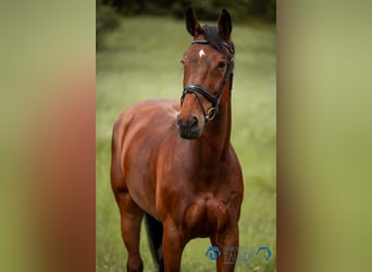 Danish Warmblood, Mare, 11 years, 17 hh, Bay-Dark