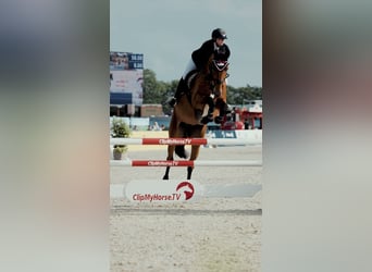 Danish Warmblood, Mare, 11 years, 17 hh, Brown