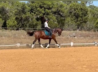 Danish Warmblood, Mare, 12 years, 16 hh, Bay