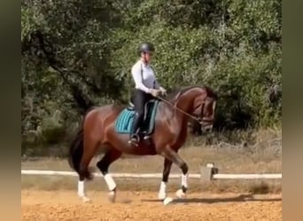 Danish Warmblood, Mare, 12 years, 16 hh, Bay