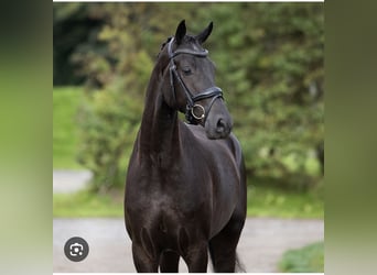 Danish Warmblood, Mare, 12 years, 16,1 hh, Black