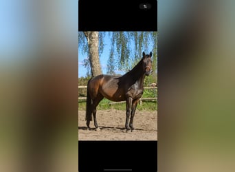 Danish Warmblood, Mare, 12 years, Brown