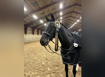 Danish Warmblood, Mare, 14 years, 16.1 hh, Black