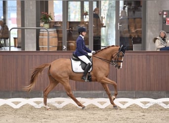 Danish Warmblood, Mare, 14 years, 16.1 hh, Chestnut-Red