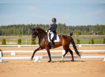 Danish Warmblood, Mare, 14 years, 16,2 hh