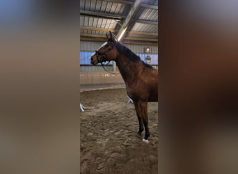 Danish Warmblood, Mare, 14 years, 17 hh, Brown