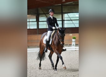 Danish Warmblood, Mare, 15 years, 14,2 hh, Brown