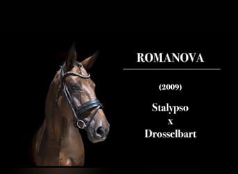 Danish Warmblood, Mare, 15 years, 16.1 hh, Bay