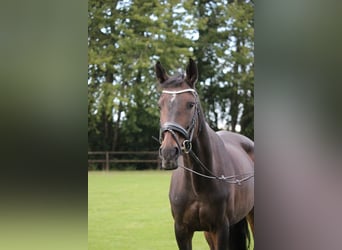 Danish Warmblood, Mare, 15 years, 16.2 hh, Brown