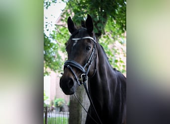 Danish Warmblood, Mare, 15 years, 16.2 hh, Brown