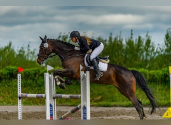 Danish Warmblood, Mare, 15 years, 17 hh, Bay-Dark