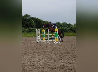 Danish Warmblood, Mare, 15 years, 17 hh, Bay-Dark