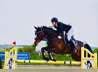 Danish Warmblood, Mare, 15 years, 17 hh, Bay-Dark