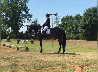 Danish Warmblood, Mare, 15 years, 17 hh, Bay-Dark