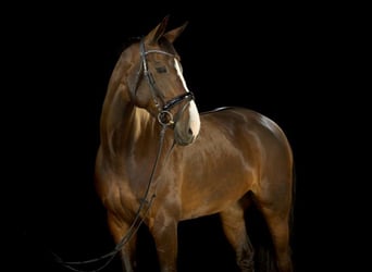 Danish Warmblood, Mare, 15 years, 17 hh, Bay-Dark