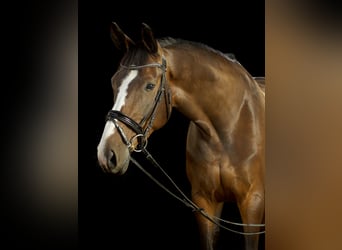 Danish Warmblood, Mare, 15 years, 17 hh, Bay-Dark