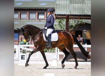 Danish Warmblood, Mare, 16 years, 16,3 hh, Bay-Dark