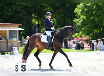 Danish Warmblood, Mare, 16 years, 16,3 hh, Bay-Dark