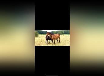 Danish Warmblood, Mare, 16 years, 16 hh, Brown