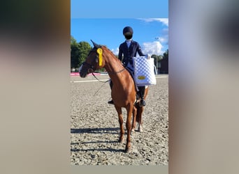 Danish Warmblood, Mare, 17 years, 16 hh, Chestnut-Red