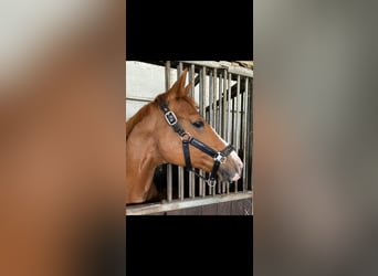 Danish Warmblood, Mare, 18 years, 15,3 hh, Chestnut-Red