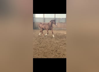 Danish Warmblood, Mare, 18 years, 15,3 hh, Chestnut-Red