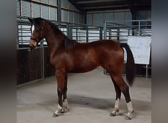 Danish Warmblood, Mare, 1 year, 16.1 hh, Brown