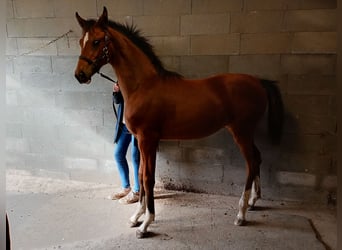 Danish Warmblood, Mare, 1 year, 16,1 hh, Brown