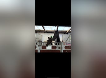 Danish Warmblood, Mare, 1 year, 16.2 hh, Black