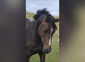 Danish Warmblood, Mare, 1 year, 16.2 hh, Brown