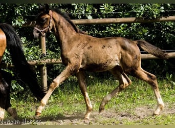 Danish Warmblood, Mare, 1 year, 16,2 hh, Brown