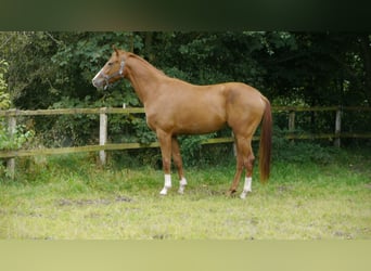 Danish Warmblood, Mare, 2 years, 16 hh, Red Dun