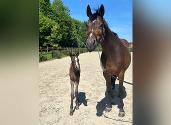 Danish Warmblood, Mare, 2 years, 16,2 hh, Brown